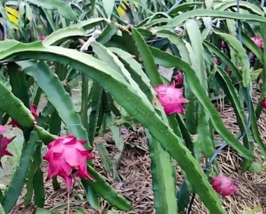 火龙果的叶斑病发病因素有哪些呢?