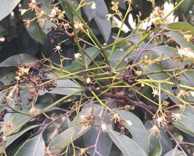 荔枝采收后如何进行长时间保鲜?