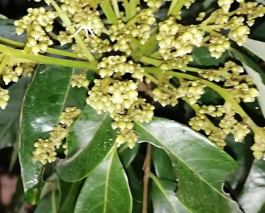 荔枝的亩产量一般多少斤?