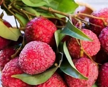 荔枝喜欢什么样的生长环境?