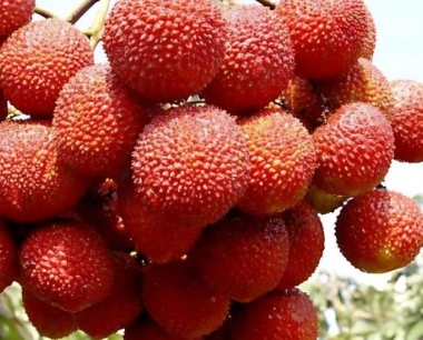 荔枝属于南方水果,可不可以引进北方温室种植?