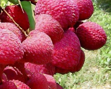 种植荔枝在土壤肥料上有什么特殊要求?