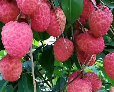 越州红荔枝小枝嫁接用什么荔枝作砧木?