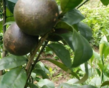 防治柑桔红蜘蛛用什么药剂效果较好?