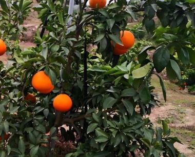 柑橘抽春梢了,春梢的数量及长势有什么重要意义?