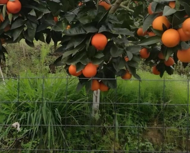 柑橘园不同的灌溉方式各有什么特点?