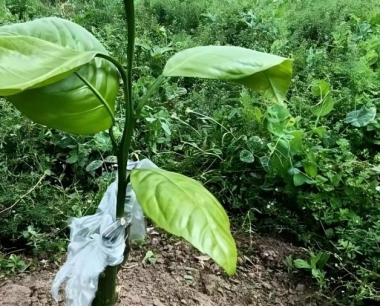 柑橘水烂病是怎么回事?