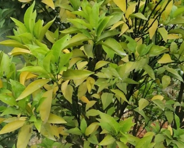 柑桔硕果累累,如何防治日灼伤果是好呀?