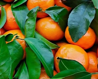 如何储存柑橘不腐烂或者质量更好?