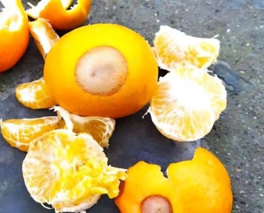 柑桔黄龙病如何识别?最简单直观有效的办法是什么?