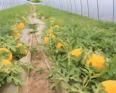 西瓜开花坐果初期可以施肥浇水吗?