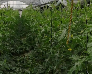 西瓜雌花盛开时座果期是勤浇水呢还是控水?