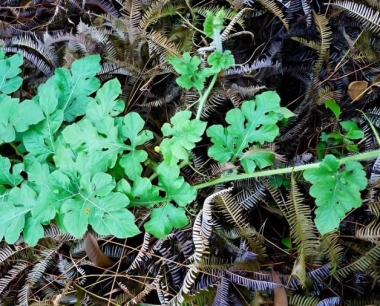 西瓜需要人工授粉吗?什么方法种植的西瓜又大又甜
