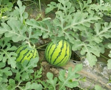 农民种植西瓜,植株追肥需注意哪些事项?