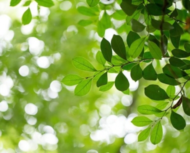 龙眼盆栽能活多久