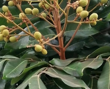 龙眼种植采果后秋梢结果母枝的培育