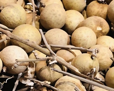 龙眼丛枝病如何防治