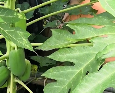 木瓜快熟了,生虫落果严重,早期如何防治?
