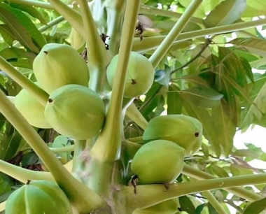 东北的木瓜,与原产地的比在产量和品质有啥差别?