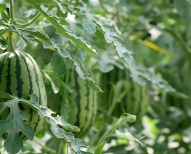 西瓜高速绿通免费吗?