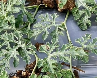 种植西瓜上茬选择什么作物最佳?