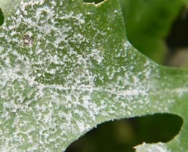 西瓜有哪些主要病害及防治方法?