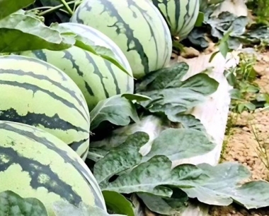 西瓜黑斑病的病原菌是什么?