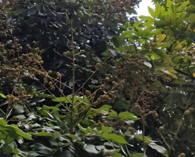 反季节龙眼要怎么管理才能高产?