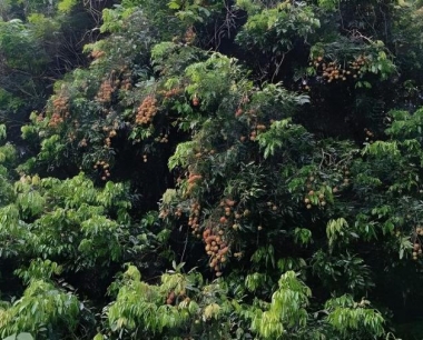 龙眼种植万年青,如何防止病虫害?