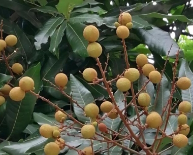 龙眼种植什么情况下应特别注意疏花疏果?