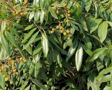 请龙眼在运输过程中要做保湿措施吗?