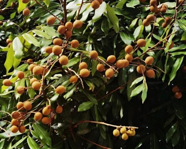 龙眼遭受屁斑虫危害,根型又太高大,用什么药具才能喷得那么高?