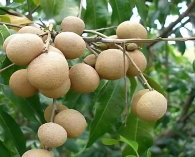 龙眼多久浇水一次