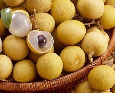 新技术管理秋冬季龙眼