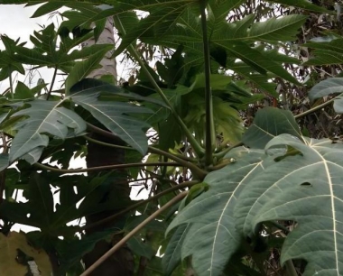 番木瓜果和叶片上长的白色的是什么虫子?