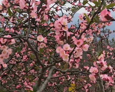 木瓜种植效益好,木瓜种植技巧有哪些呢?