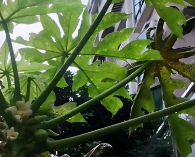 番木瓜素具有很强的分解蛋白质的能力吗?