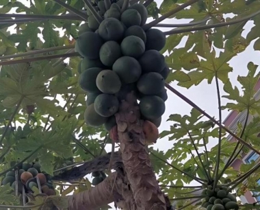 木瓜环斑花叶病发病原因有哪些?