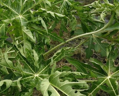 木瓜可以酿酒吗?还可以加工什么食品?