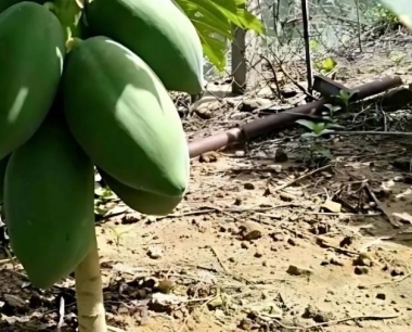 木瓜挂瓜期到成熟期一般是多少天?