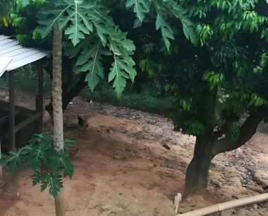 木瓜的高产栽培技术主要有哪些?