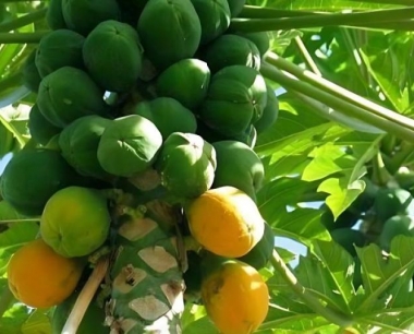 木瓜生长期中什么时候喷施叶面肥效果最佳?