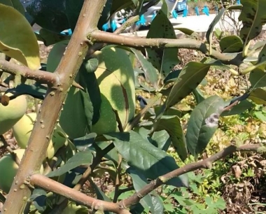 番木瓜在岭南为什么称为长寿果?