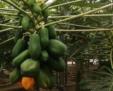 木瓜采收后储藏保鲜的技术措施有哪些?