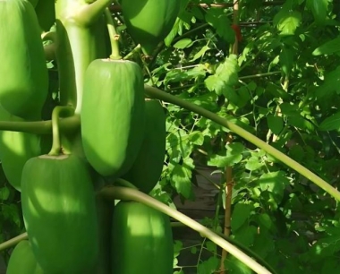 木瓜的土壤肥料怎样管理技术措施?