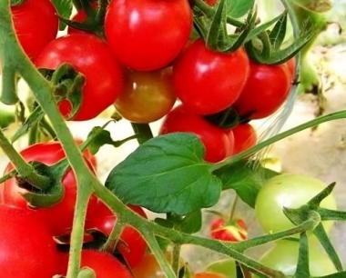 番茄开花以后,对它的管理过程,要注意点什么事项?