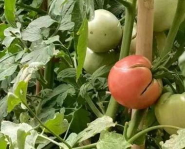 番茄猝倒病的传播途径是怎样的?