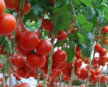 一亩地西红柿能产多少斤?