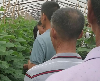 拱棚西红柿用黑地漠好还是白地黄好?