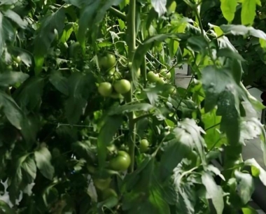 西红柿常见病虫害有哪些,如何防治?